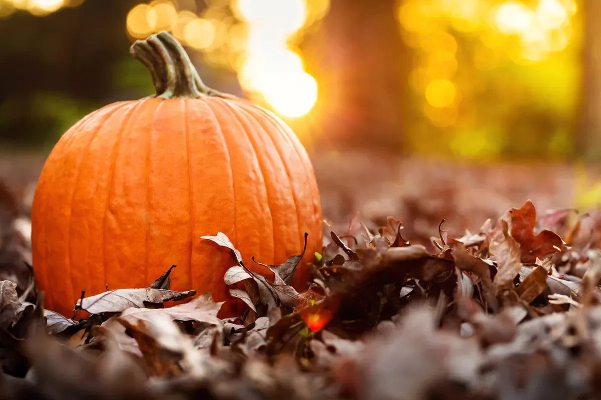 Seeing orange all around us! Delicious pumpkin recipes for fall highlights in the kitchen